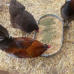 Pampered Chicken Mama sante-plumes - algue brune pour plumes solides.