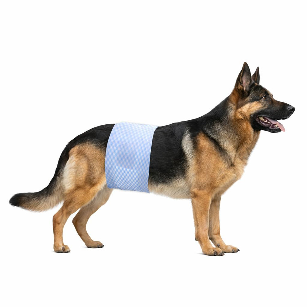 Pappiora absorption frontale pour chiens mâles, capture rapide de l'urine.