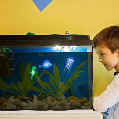 Patelai poissons-lion lumineux bleus renforcent le réalisme du bac.