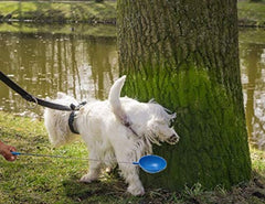 Bac de collecte inclus avec PawCheck P-Scoop pour transfert vers le tube.