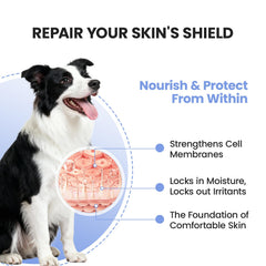 Pawfect Vita colostrum et huile saumon: nutriments pour la vitalité du chien.