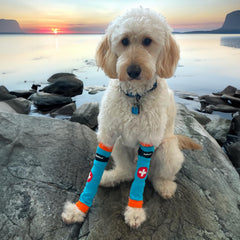 PawFlex Comfy Pawz enfilage facile sur patte blessée sans irritation