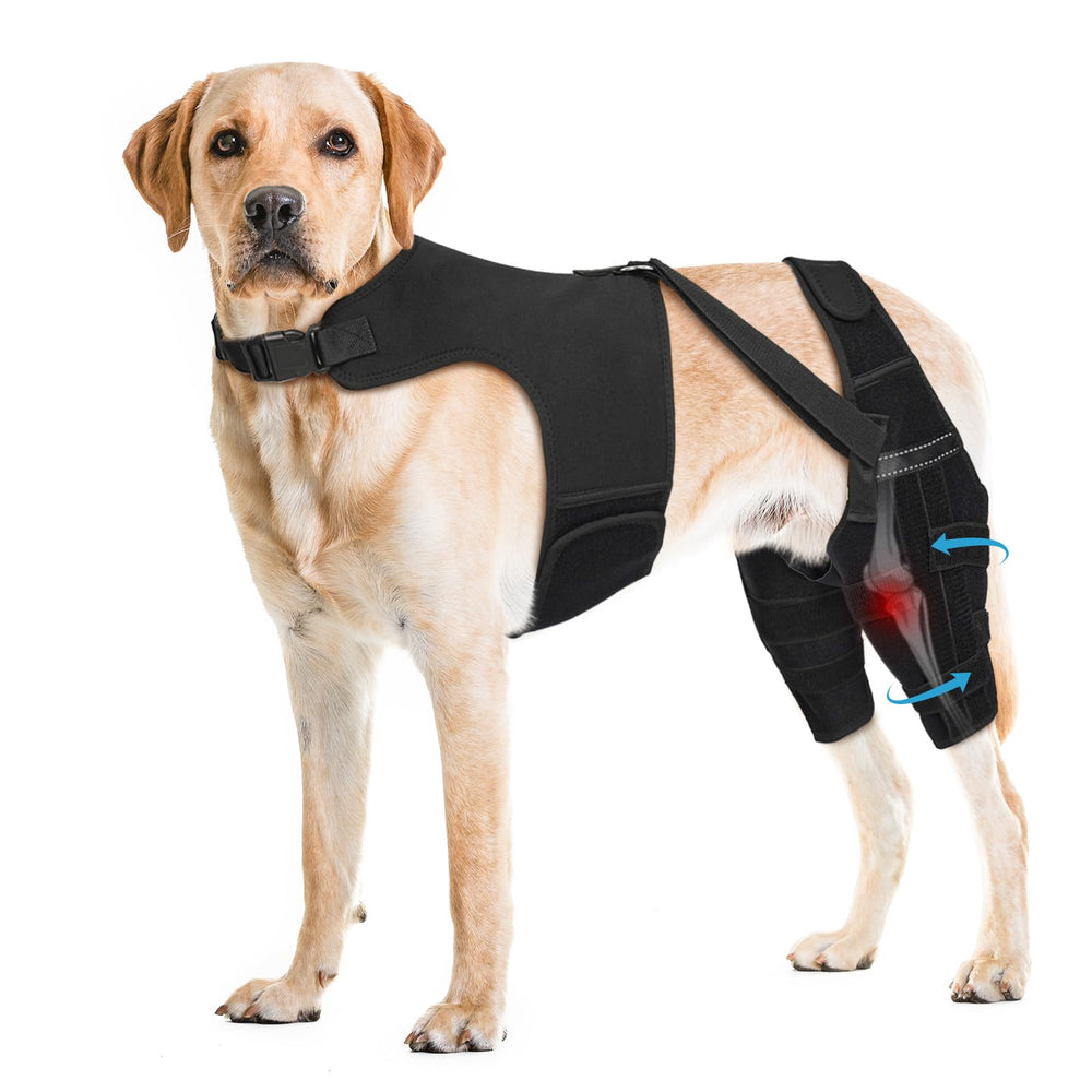 Pawfun attelle genou chien Arriere, respirante pour le confort quotidien.