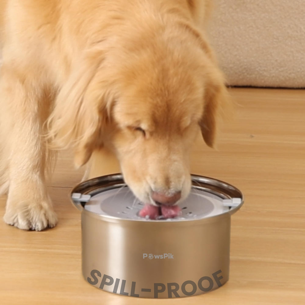 PAWSPIK gamelle eau chien inox 4L, robuste et hygiénique.