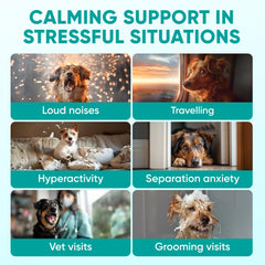 Ingrédients naturels Pawzitive Pets, friandises apaisantes pour chiens avec huile de chanvre.