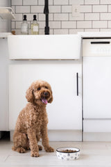 Pearhead assiette chien motif neutre – convient à tout style intérieur
