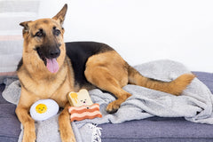 Pearhead Barkfast toast-beurre, jouet pour chien, moment interactif.