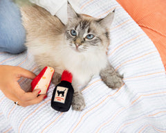 Pearhead chat vin joue crissant : stimule la poursuite et les interactions sonores.