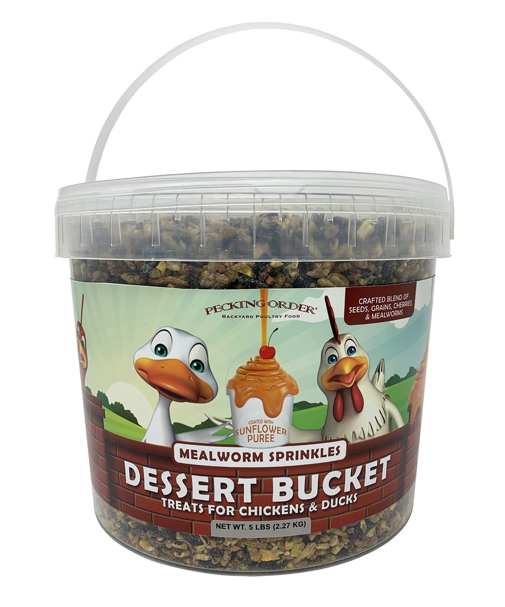 Pecking Order seau dessert avec larves de farine pour l'interaction du troupeau.