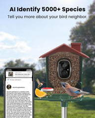 PEEIPM Mangeoire-oiseaux caméra 2K : capture automatique des moments clés.