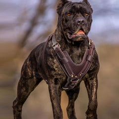 HARNAIS PET ARTIST anneaux nickelés, attache fiable et longue durée.