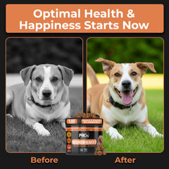 Pet Chef Nutrition: maitake, shiitake et cordyceps, combo gourmet pour chiens actifs.