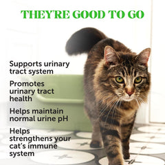 Pet Honesty Chat Digestion - probiotiques et prebiotiques pour equilibre intestinal potentiel.
