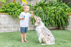 Pet Qwerks Incredibubbles: bulle aromatisée beurre de cacahuète pour attirer les animaux.