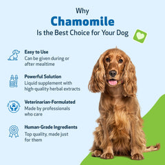 Pet Wellbeing Chamomile, préparation liquide favorisant le calme léger chez le chien.