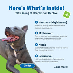 Pet Wellbeing mélange d'herbes cardio-chien.
