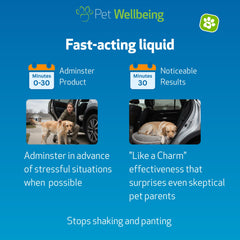Stress Gold Pet Wellbeing: chien calme pendant les voyages en voiture.