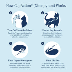 Chat acceptant une dose CAPACTION, administration facile et directe.