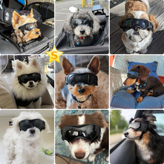 PETLESO lunettes chien petit lentilles polycarbonate protection UV.