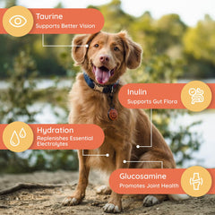 Petralyte versé dans l'eau, hydratation facile pour chien.
