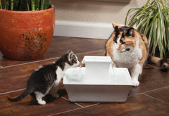 PetSafe Drinkwell Pagoda bol supérieur élevé, pratique pour les animaux âgés