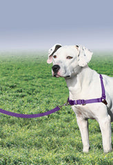 Boucle martingale avant pour une tension progressive et redirection du chien
