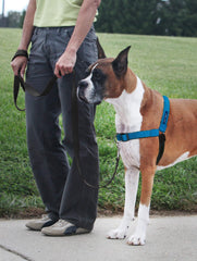 Harnais Petsafe Easy Walk Deluxe, bretelles en néoprène pour un confort accru.