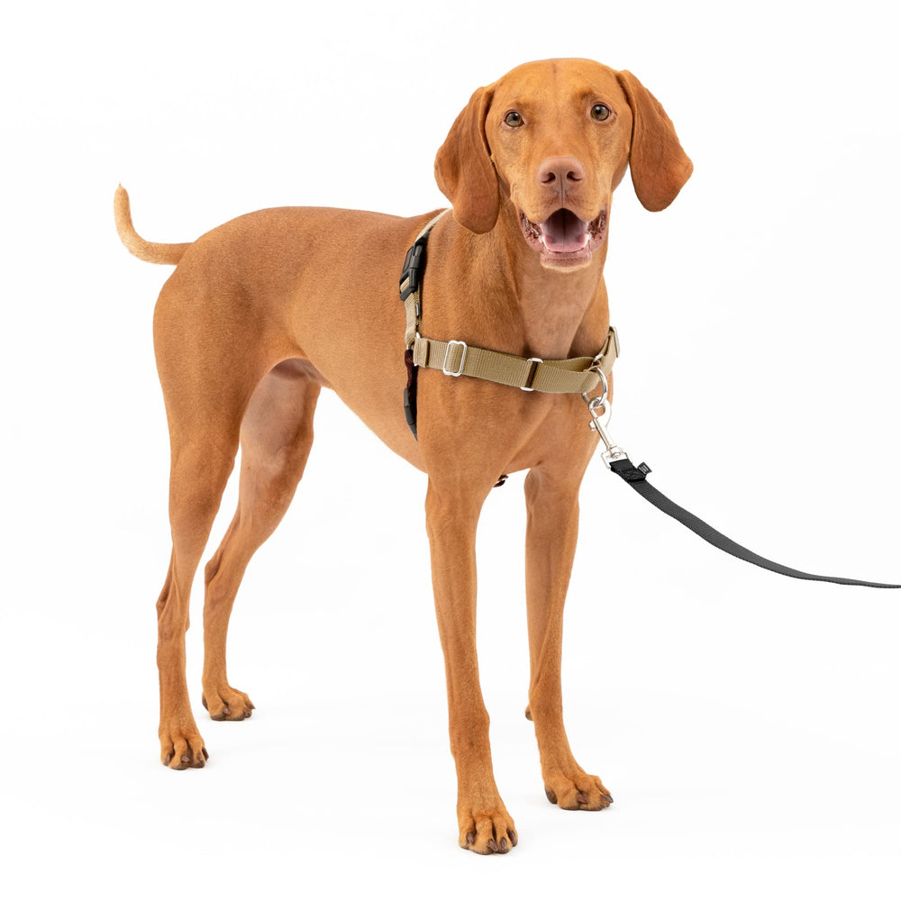 PetSafe Easy Walk harnais-devant-pull pour chiens qui tirent améliore le contrôle.