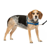 PetSafe Easy Walk harnais vu de face pour un contrôle doux lors des sorties.