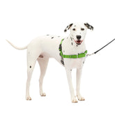 Harnais PetSafe Easy Walk vue poitrine avant, marche sans tirage et maîtrise accrue.