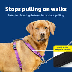 PetSafe 3-en-1 harnais, sangle réfléchissante et lisibilité améliorée pendant les sorties.