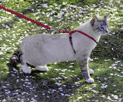 Réglage double et stopper en caoutchouc sur le harnais PetSafe Come With Me Kitty.