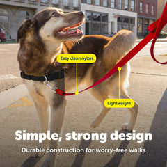 PetSafe Laisse légère et solide, idéale pour tous les chiens et promenades quotidiennes.