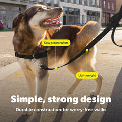 PetSafe laisse nylon usage quotidien noir, légère et résistante pour sortir
