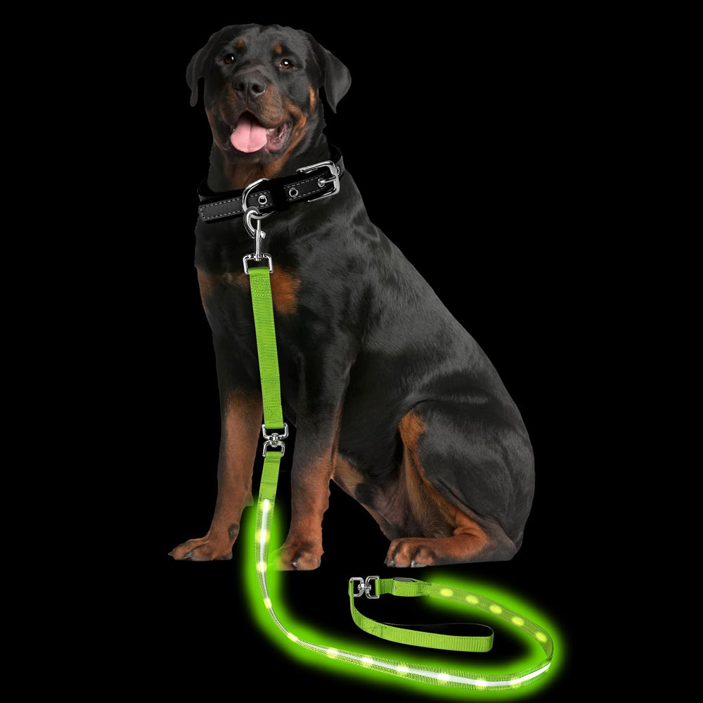 PetIsay laisse-chien lumineuse en action, visibilité nocturne accrue pour les promenades.