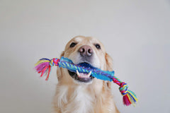 Petstages Orka Stick – flottant et durable, parfait pour les jeux extérieurs et la piscine.