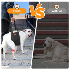 PICK FOR LIFE harnais-lift pour chien grande taille — utilisation domestique pour faciliter les déplacements.