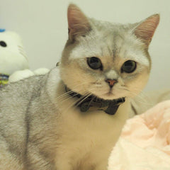 Pipidog collier ajustable pour chat 6,8–10,8 pouces, confort personnalisé.