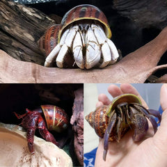 Coquilles PPCLION, thème plage hawaïenne, décorations murales et événements.