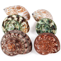 Coquilles PPCLION naturelles pour crabe ermite, ensemble six pièces, idéale décoration intérieure.