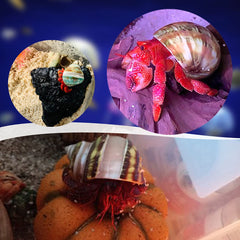 Coquilles PPCLION avec ouverture 0,8-1,1 pouce, adaptées pour crabe ermite.