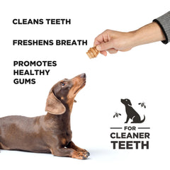 PROJECT HIVE forme abeille-friandise dentaire, accessoire mastic pour chiens.