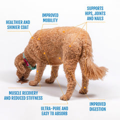 Prymal Pets Collagene Membrane d'Oeuf – poudre prête à mesurer pour simplifier les routines.