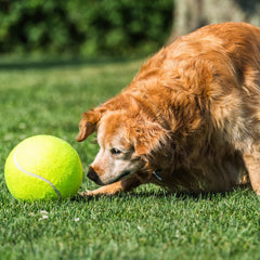 PULEEBO balle tennis géante livrée avec pompe pour gonflage pratique.