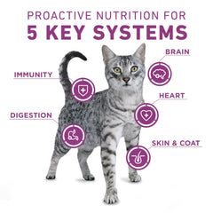 Purina ONE Plus, croquettes chat poulet texture croustillante pour chat actif.