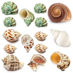 Coquille naturelle pour crabe ermite, petite taille adaptée à la croissance