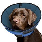 Queenmore cône-chien-grande-bleu-ouverte: confort après chirurgie