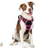 Harnais Rabbitgoo anti-tirage pour promenades sûres et confortables.
