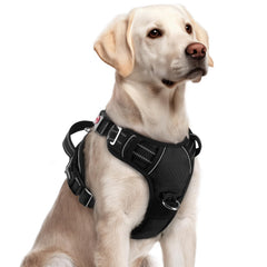 Harnais rabbitgoo pour chien grand – enfilage rapide pour sortie efficace.