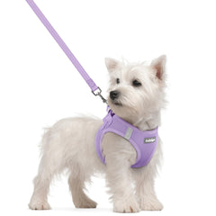 Harnais Rabbitgoo petit chien step-in, confort et mise en place simplifiée